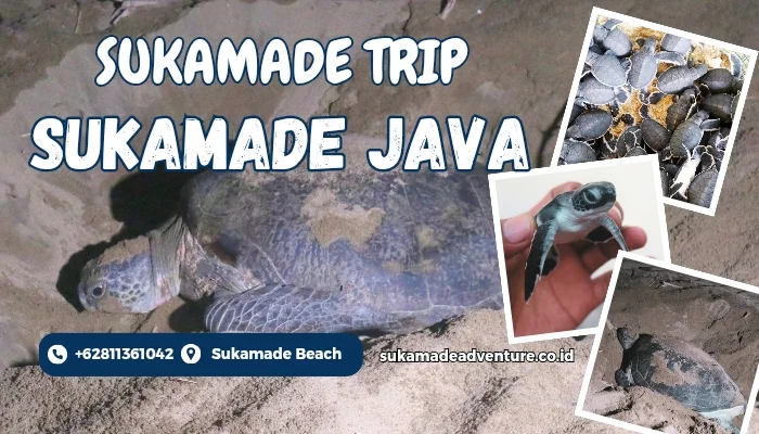 Sukamade-Turtle-Beach-Sukamade-Java